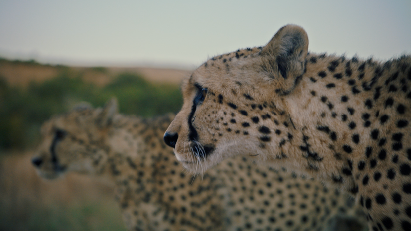 Sennheiser BTS Documentary